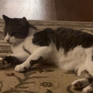 Meet your Posher, Virginia